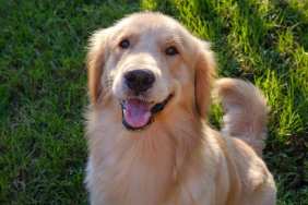 Golden Retriever Crowned as First Pet Mayor of Forsyth Humane Society