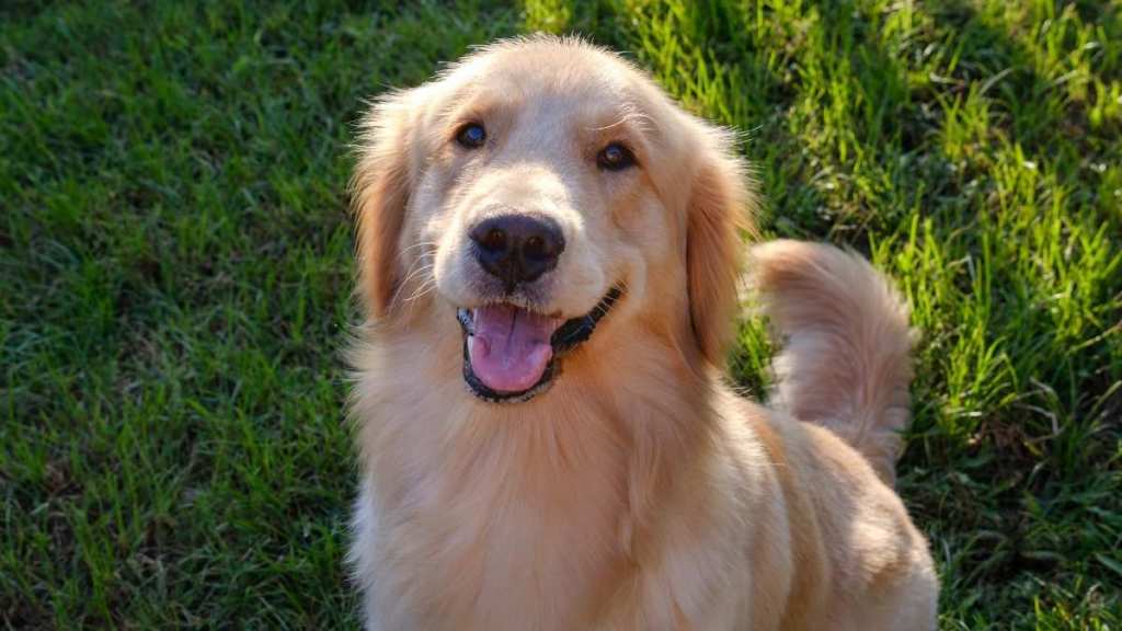 Golden Retriever Crowned as First Pet Mayor of Forsyth Humane Society