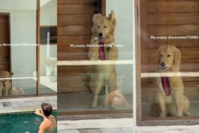 Golden Retriever Gets FOMO Watching Owner in the Pool