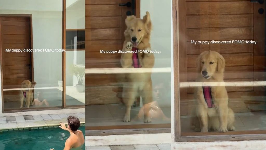 Golden Retriever Gets FOMO Watching Owner in the Pool