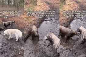 Video Shows Why These Golden Retrievers Changed Color After Woods Visit