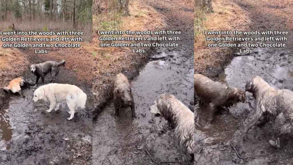 Video Shows Why These Golden Retrievers Changed Color After Woods Visit