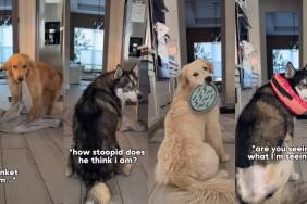 Video: Dog Pack Reacts to Dad’s Magic Trick Very Differently