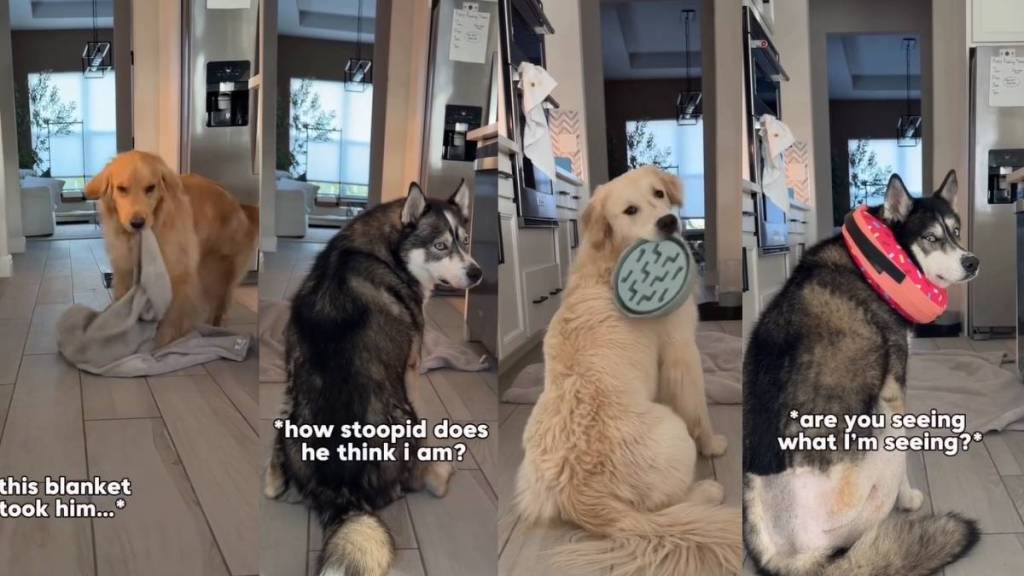Video: Dog Pack Reacts to Dad’s Magic Trick Very Differently