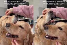 Video: Golden Retrievers Enjoying ‘Scratchies’ Steals Hearts