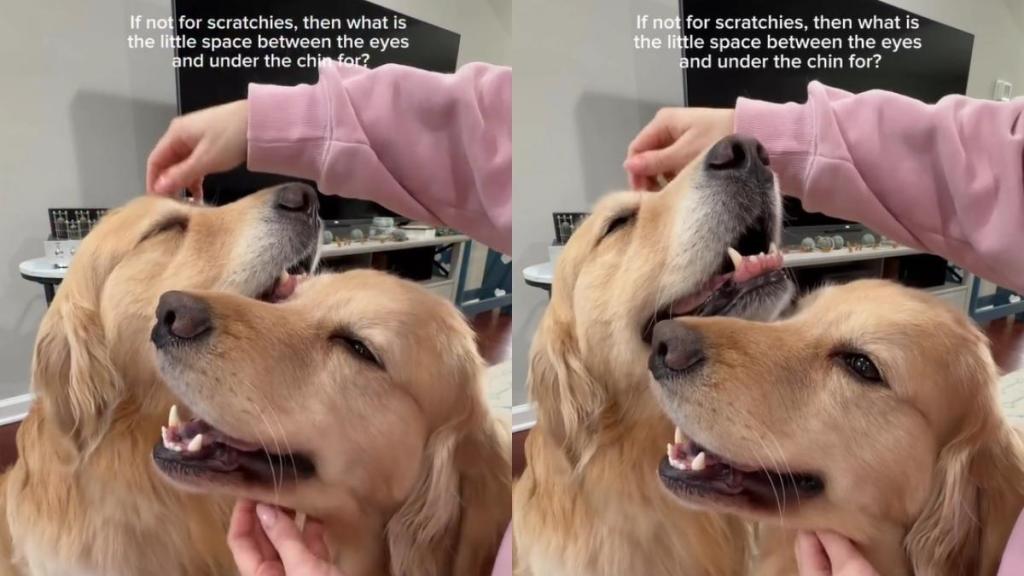 Video: Golden Retrievers Enjoying ‘Scratchies’ Steals Hearts