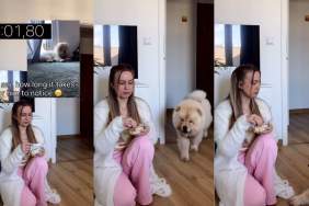 Video: Owner Is Unable To Hide Food From Chow Chow