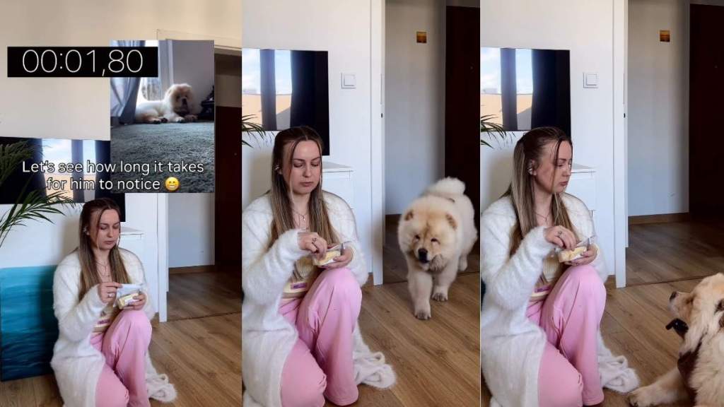 Video: Owner Is Unable To Hide Food From Chow Chow