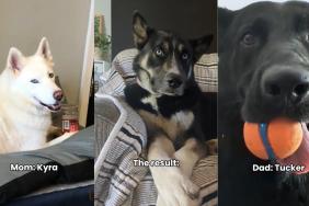 Video: Family of Dogs Go Viral for How Different They Look From Each Other