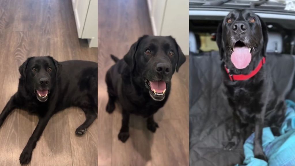 Dog Is ‘Almost Human’ the Way He Understands Everything Mom Says