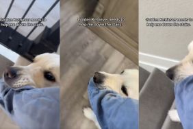 Golden Retriever Helps Human Walk Down the Stairs With Unique Move