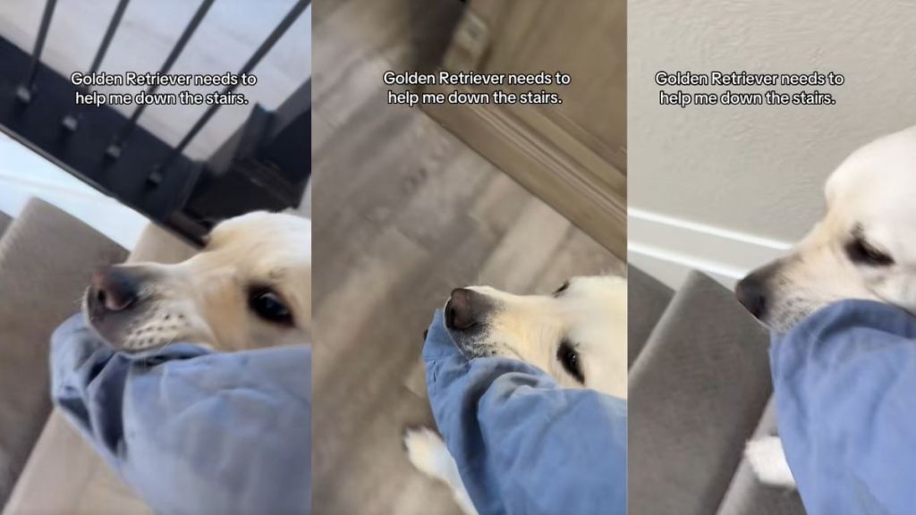 Golden Retriever Helps Human Walk Down the Stairs With Unique Move