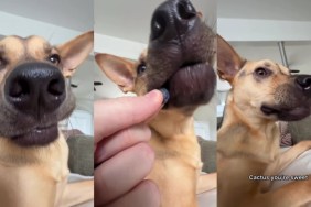 Rescue Dog Struggles To Eat Blueberries Until Dad Gently Shows Him How