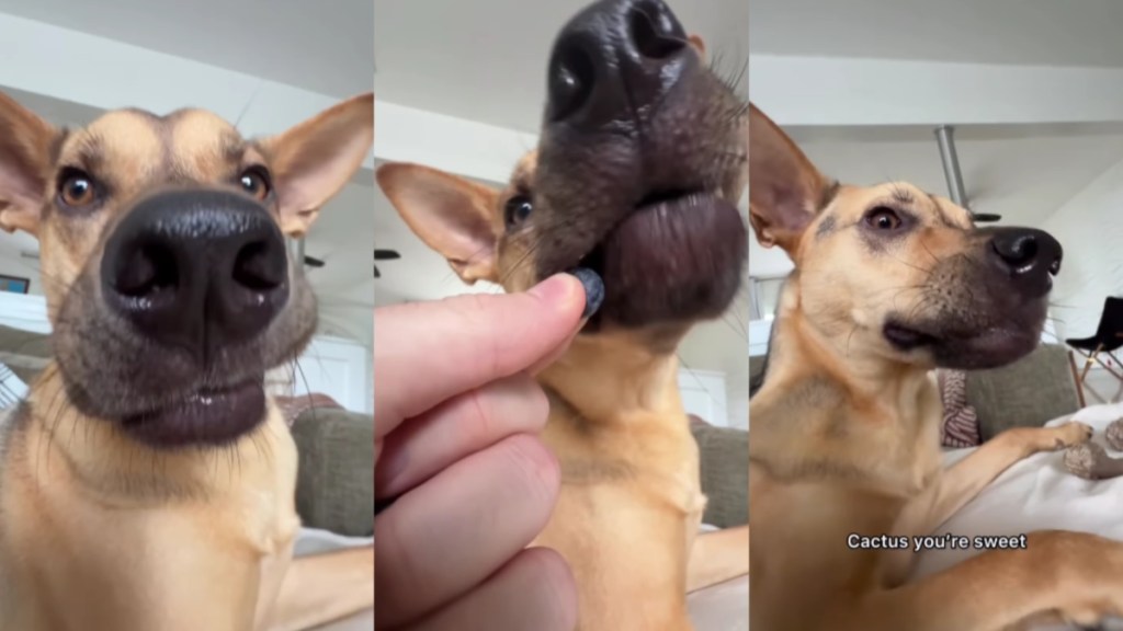 Rescue Dog Struggles To Eat Blueberries Until Dad Gently Shows Him How