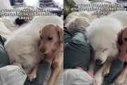 Video: Big Dog Competes With Golden Retriever Siblings for Owner's Attention