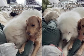 Video: Big Dog Competes With Golden Retriever Siblings for Owner's Attention