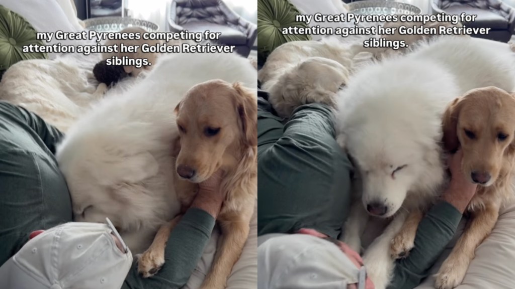 Video: Big Dog Competes With Golden Retriever Siblings for Owner's Attention