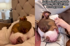 Dog’s Peaceful Sleeping Sounds Fill Owner’s Heart With Joy