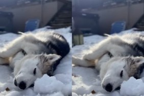 Video: Rescue Husky Enjoys Relaxing Nap Time in Snow
