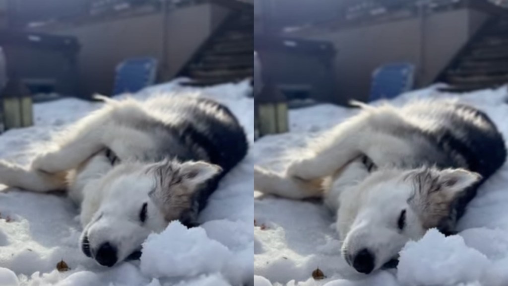 Video: Rescue Husky Enjoys Relaxing Nap Time in Snow