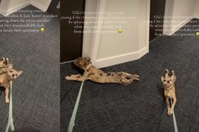 Video: Dog Likes to Annoy Neighbors' Dogs Because They at Her Once