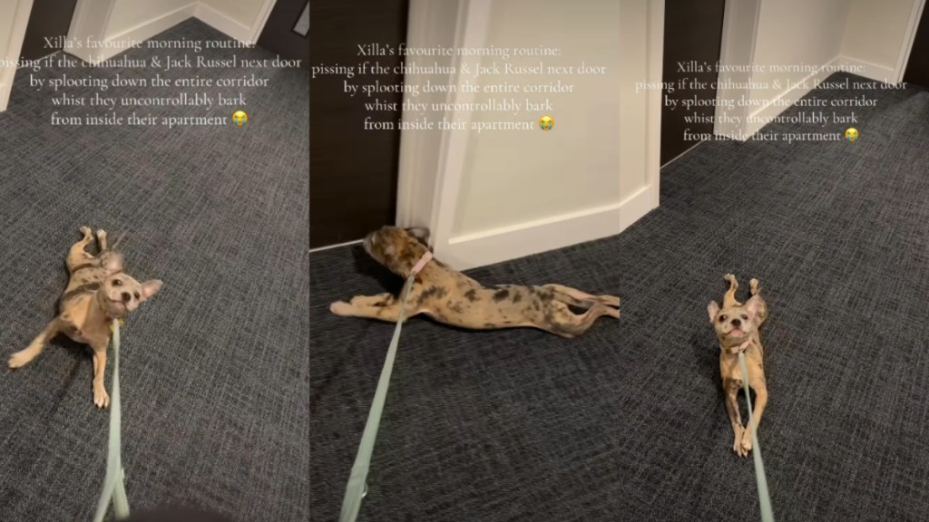 Video: Dog Likes to Annoy Neighbors' Dogs Because They at Her Once