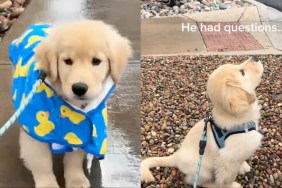 Video: Golden Retriever Puppy Experiences Rain for First Time