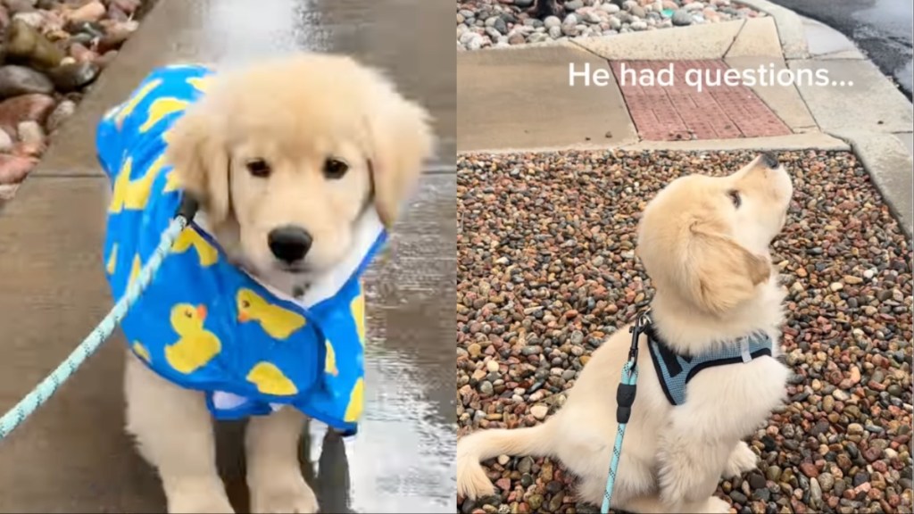 Video: Golden Retriever Puppy Experiences Rain for First Time
