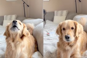 Video: Golden Retriever Reminds Owner of ‘Peanut Butter’ Time