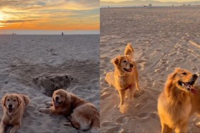 Video: Dog’s Reaction To Seeing ‘Girlfriend’ Is Super Cute