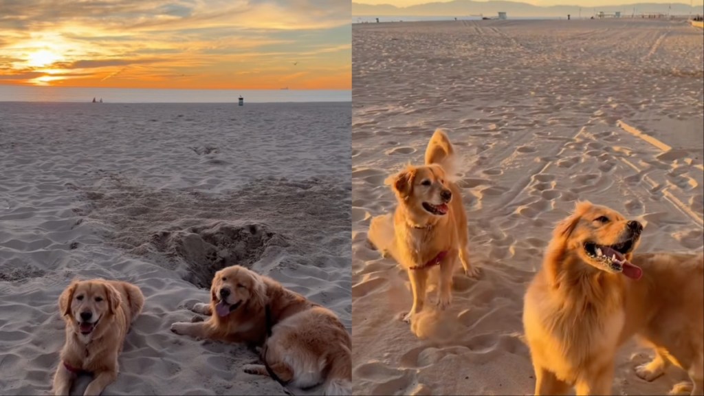 Video: Dog’s Reaction To Seeing ‘Girlfriend’ Is Super Cute