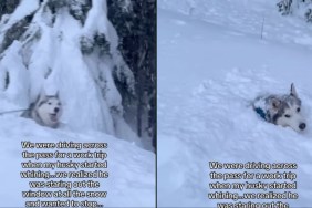 Video: Owners Help Husky To Make Core Memory in Snow