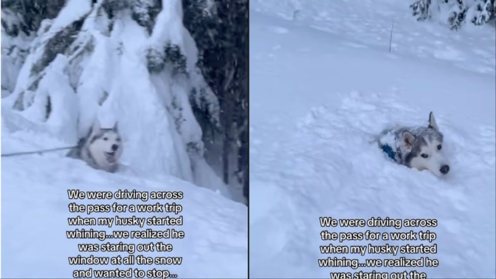 Video: Owners Help Husky To Make Core Memory in Snow