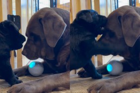 Video: Dog Being Super Patient With Puppy Melts Hearts