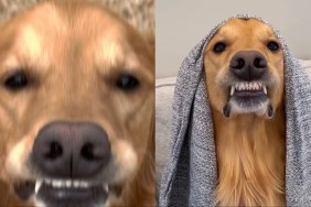 Video: Owner Captures Golden Retriever's Unique ‘Best Smiles'