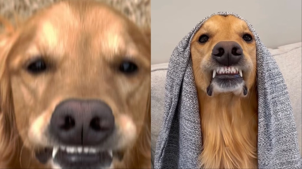 Video: Owner Captures Golden Retriever's Unique ‘Best Smiles'