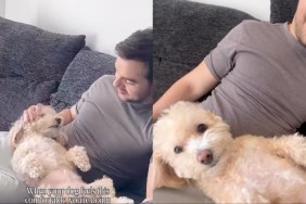 Video: Tiny Dog Is Super Comfy Getting Head Rubs From Owner