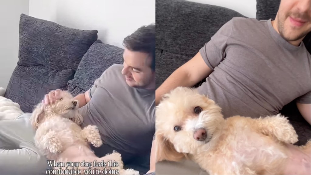 Video: Tiny Dog Is Super Comfy Getting Head Rubs From Owner