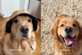 Video: Owner Documents Golden Retriever’s Beach Adventures
