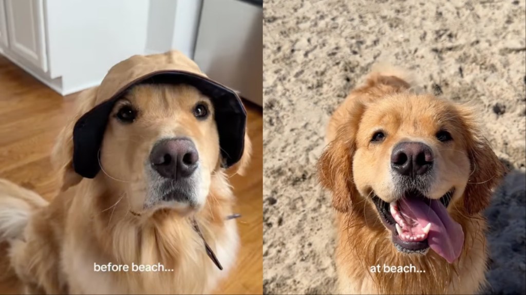 Video: Owner Documents Golden Retriever’s Beach Adventures