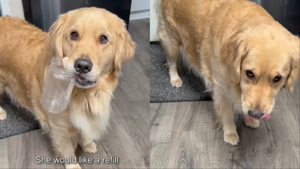 Video: Dog ‘Came Prepared’ for Peanut Butter Refill