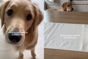 Video: Golden Retriever Really Wants to Eat Scrambled Eggs Immediately