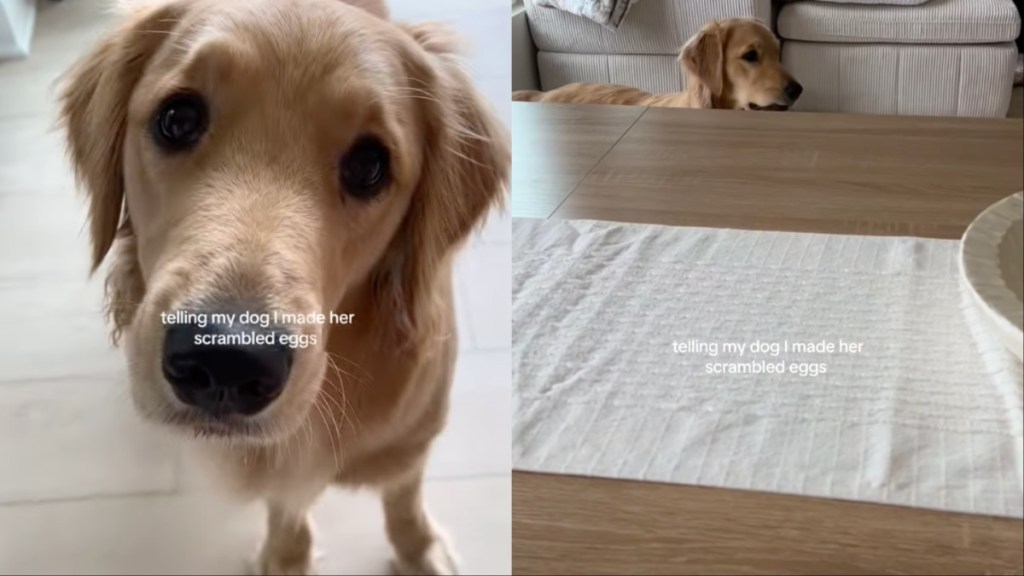Video: Golden Retriever Really Wants to Eat Scrambled Eggs Immediately