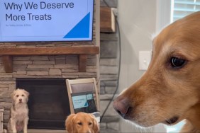 Video: Dogs Prove Why They 'Deserve More Treats' With a PPT
