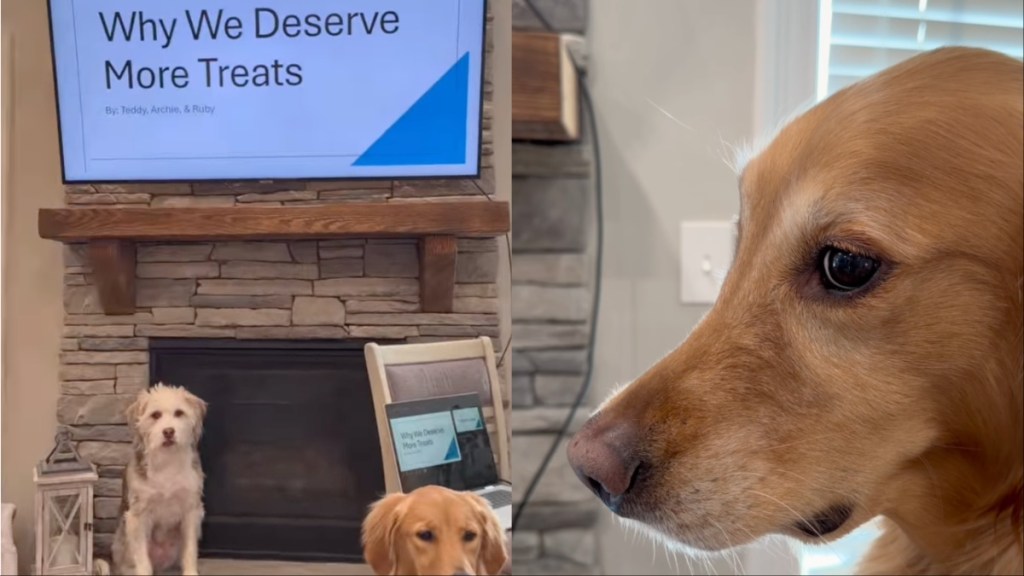 Video: Dogs Prove Why They 'Deserve More Treats' With a PPT