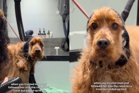 Video: Dog Follows Mom for Treat but Ends up at Groomers