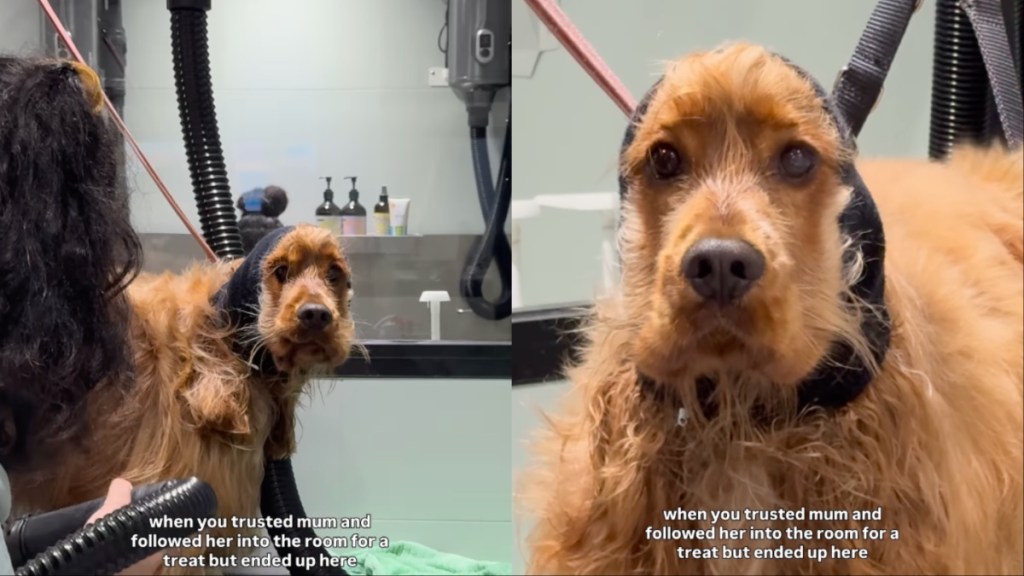 Video: Dog Follows Mom for Treat but Ends up at Groomers
