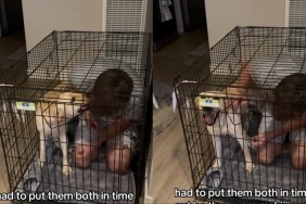 Dog Gets Time Out in Crate With Dad, but Still Won’t Learn in Funny Video