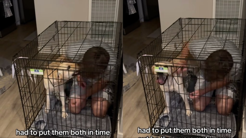 Dog Gets Time Out in Crate With Dad, but Still Won’t Learn in Funny Video