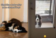 Dog Sleeps While Mom Cleans up the Mess He Made in Hilarious Video